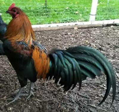 Wingate brown red gamefowl for sale